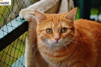 Siatki Tczew - Zabezpieczenie dla kotów – siatka dla terenów Tczewa