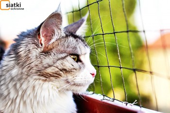 Siatki Tczew - Siatka do zabezpieczenia kota i przed kotem dla terenów Tczewa