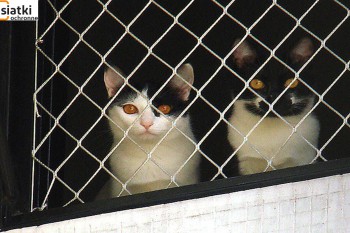 Siatki Tczew - Siatka balkonowa – zabezpieczenie dla kota dla terenów Tczewa
