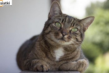 Siatki Tczew - Siatka do zabezpieczenia kota i przed kotem dla terenów Tczewa