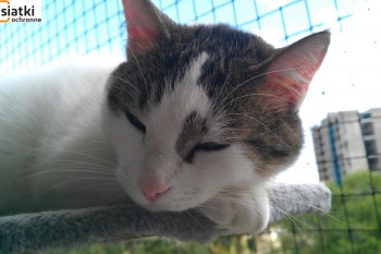 Siatki Tczew - Siatka sznurkowa na balkon dla kota dla terenów Tczewa